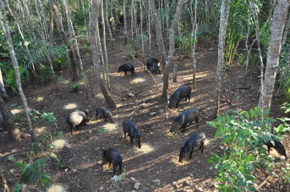 Grupo de catetos de alimenta em área do Aquário Natural, em Bonito, no Mato Grosso do Sul